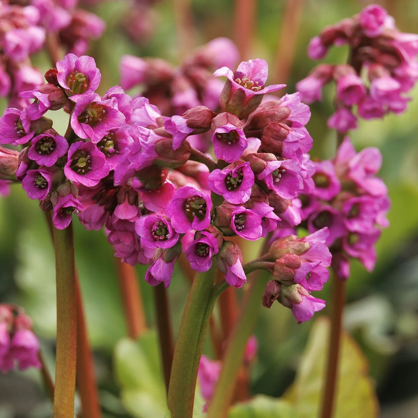 'Winter Glow' Bergenia