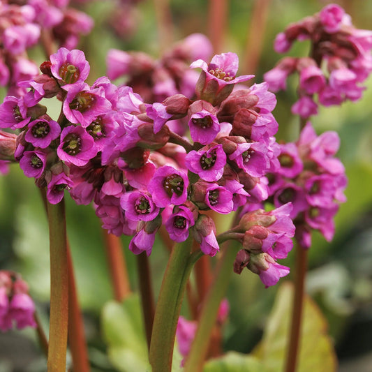 'Winter Glow' Bergenia
