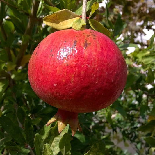 'Wonderful' Pomegranate