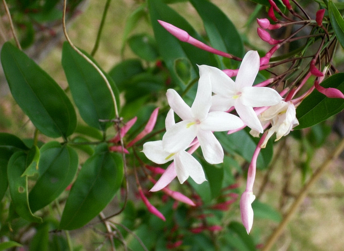 'Rose Jasmine' Jasminum polyanthum pink