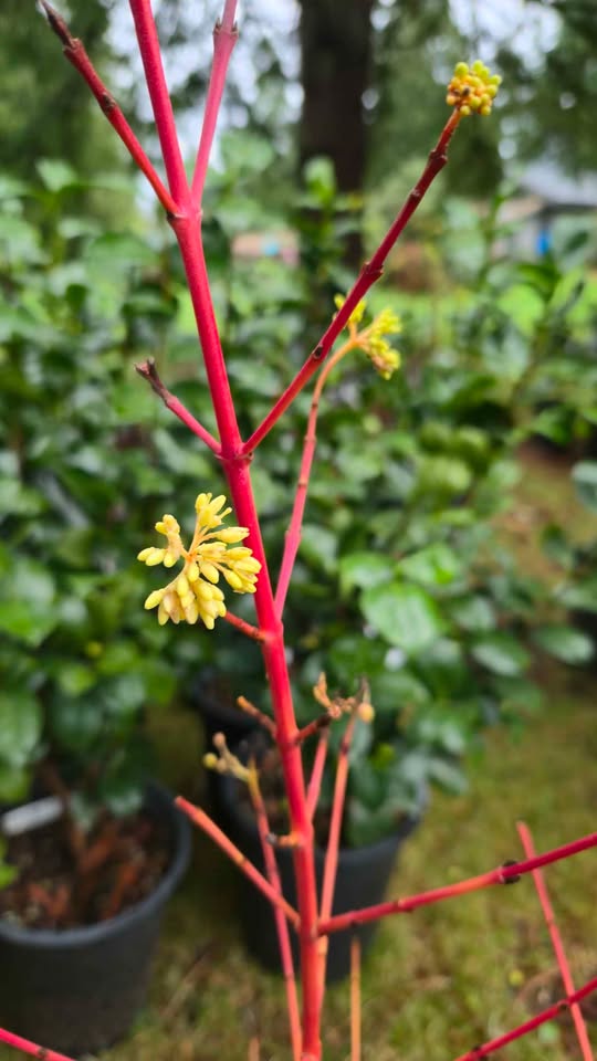 'Midwinter Fire' Twig Dogwood