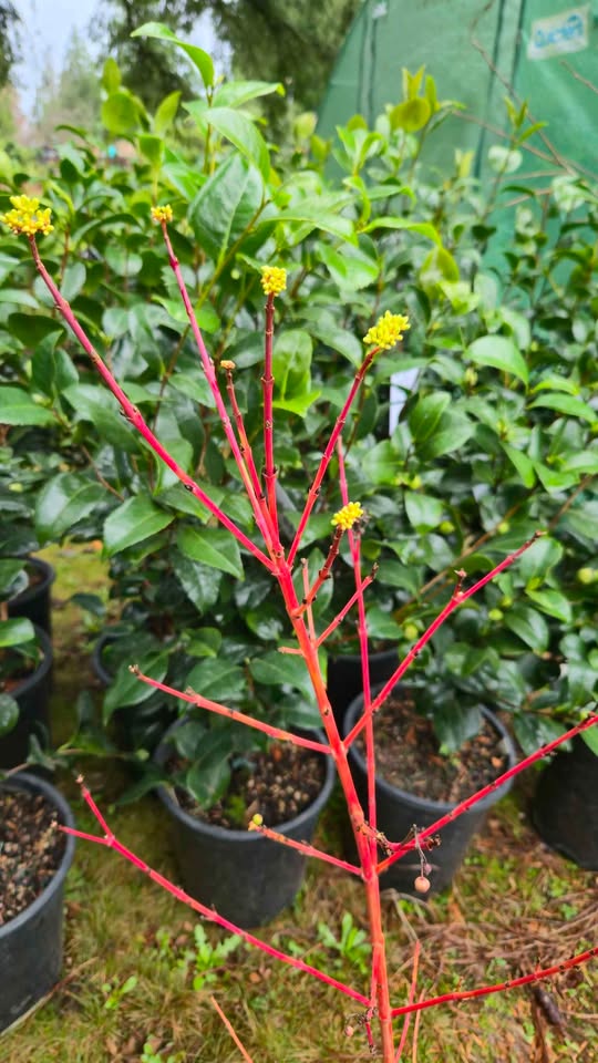 'Midwinter Fire' Twig Dogwood