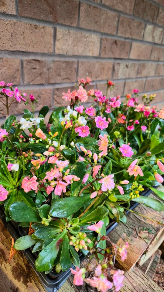 'Rainbow Mix' Lewisia