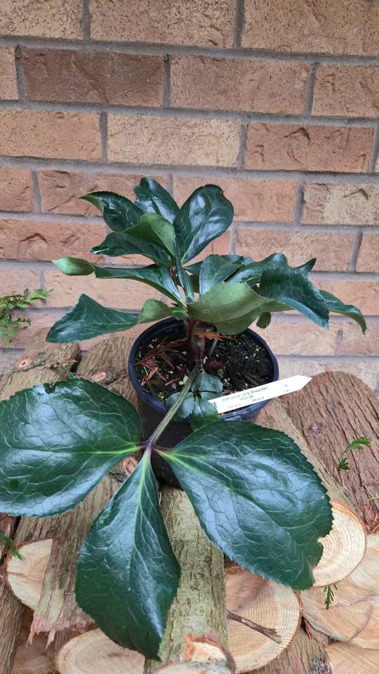 'Ice N Roses Red' Helleborus