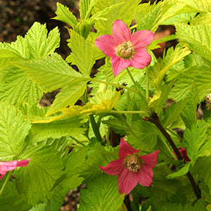 'Salmonberry'