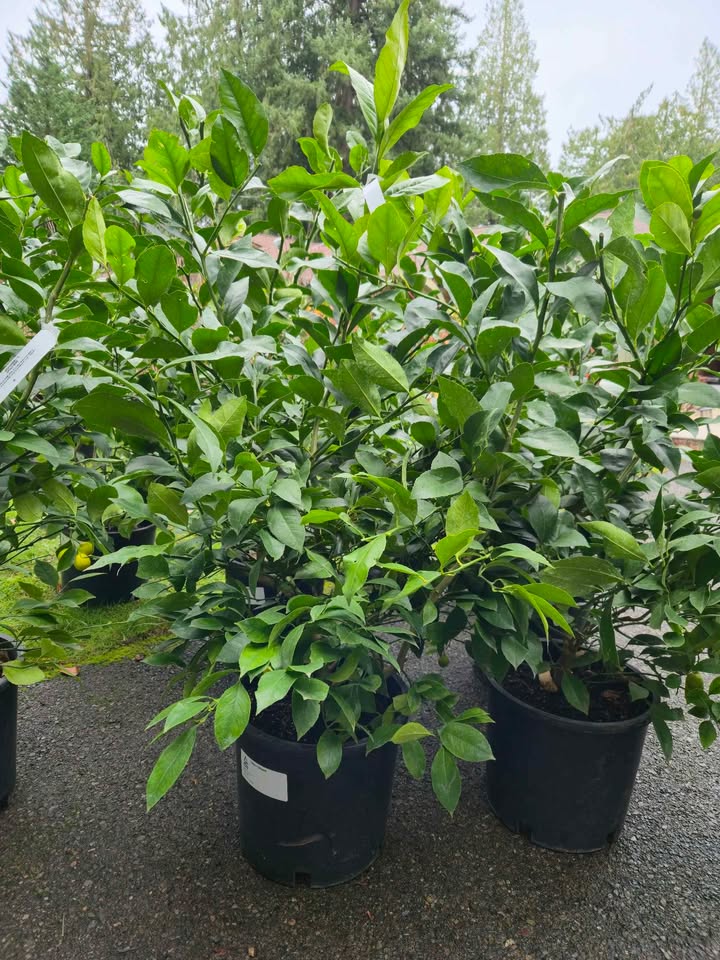 'Meyer Improved' Lemon