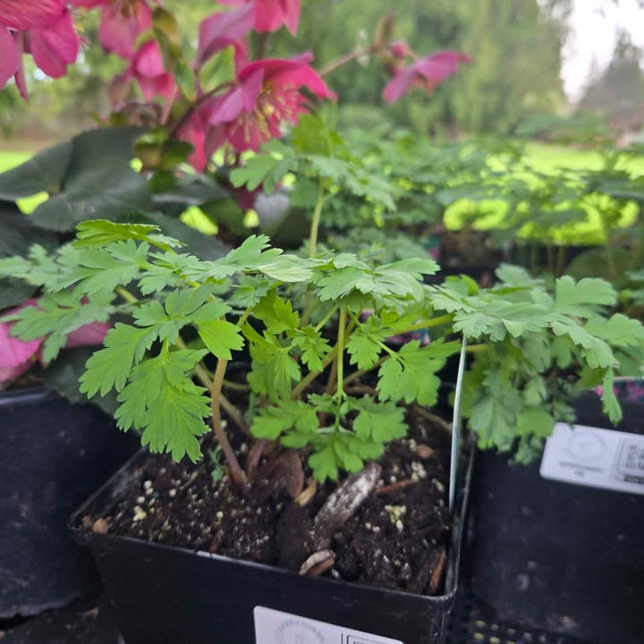 Bleeding Hearts 'Luxuriant'