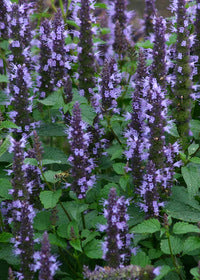 'Astello Indigo' Agastache
