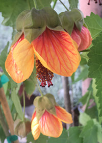 'Painted Bells' Abutilon