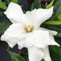 'Frost Proof' Gardenia