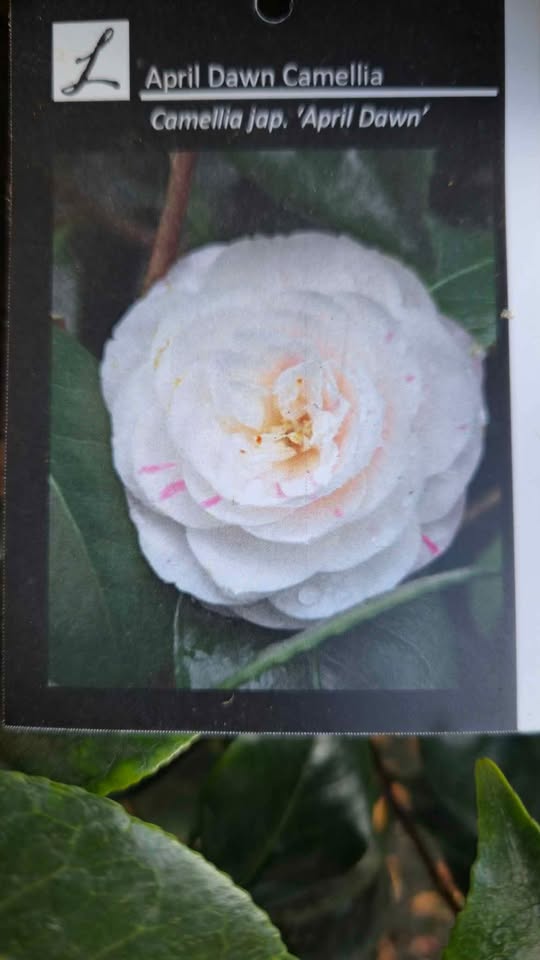 'April Dawn' Camellia