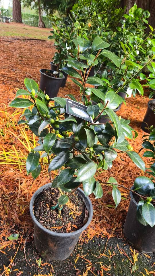 'April Dawn' Camellia