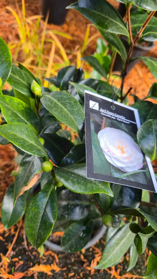 'April Dawn' Camellia