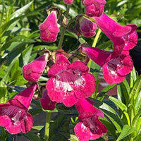 'Bev Jensen' Penstemon