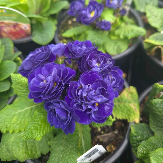 'Balctic Blue Belarina' Primrose