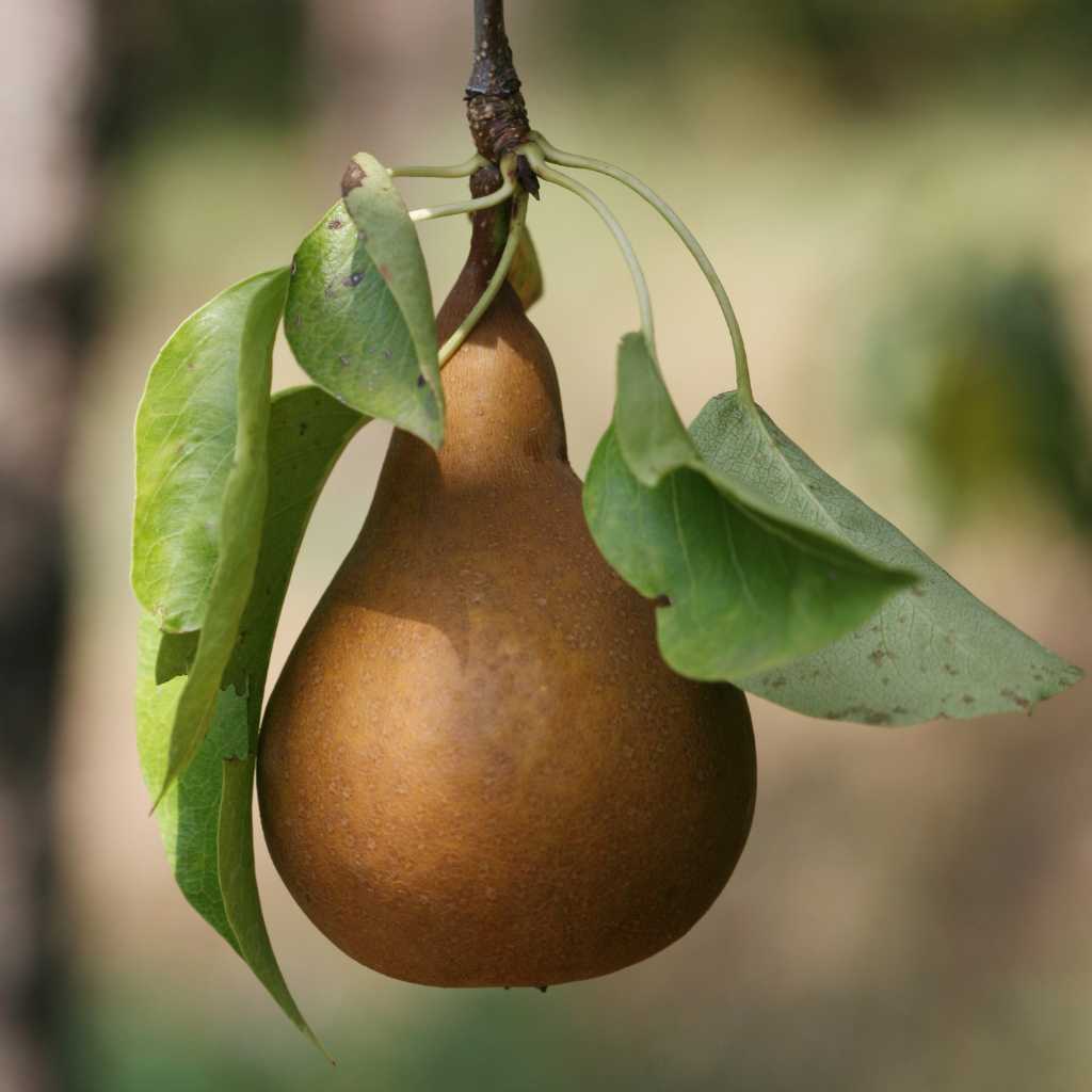 'Bosc' Dwarf Pear