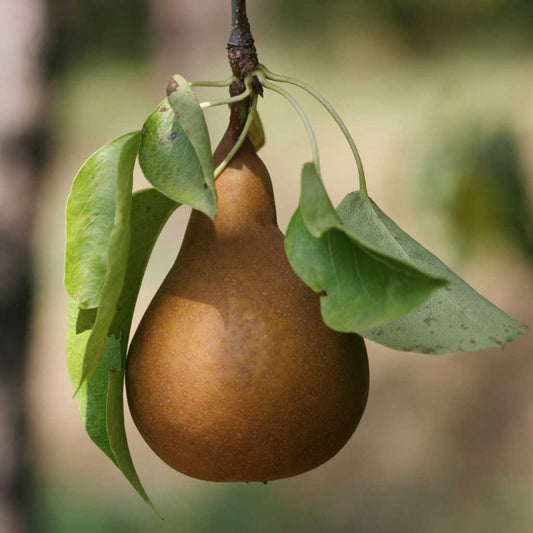 'Bosc' Dwarf Pear