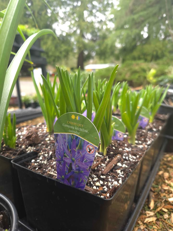 Camassia Leichtlinii ‘Caerulea’