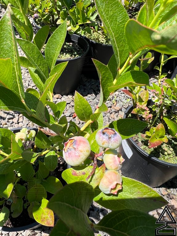 'Chandler' Blueberry