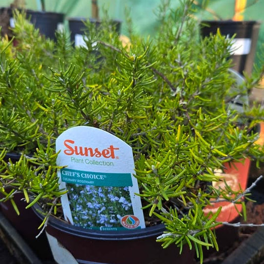 'Chef's Choice' Rosemary