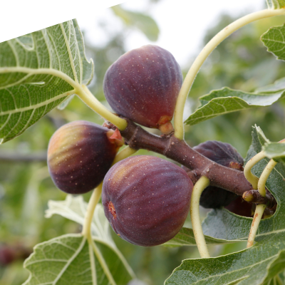 Chicago Hardy Fig