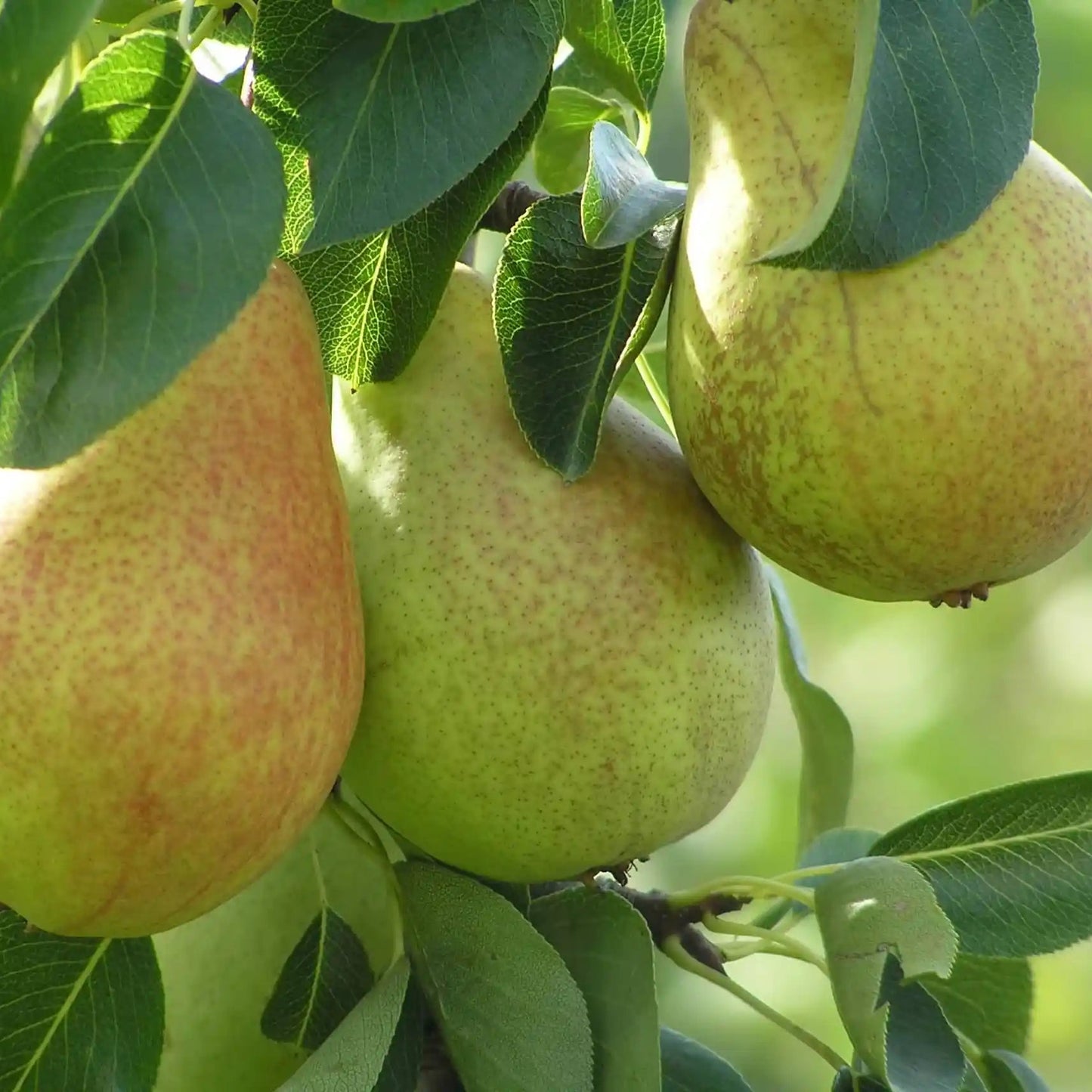 'Comice' Dwarf Pear