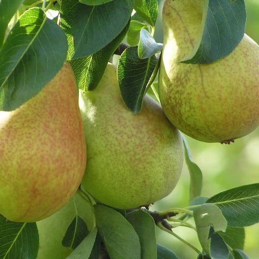 'Comice' Dwarf Pear