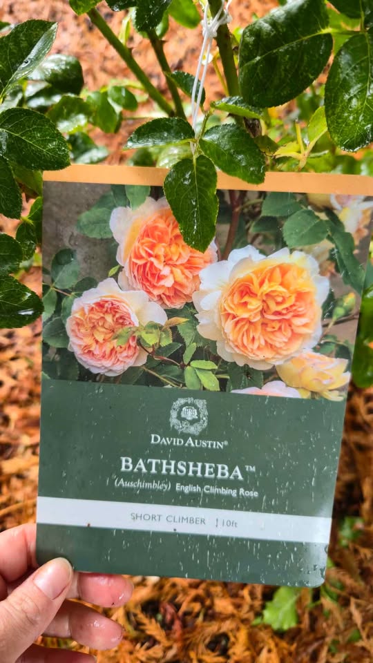 'Bathsheba' David Austin Rose (Climber)
