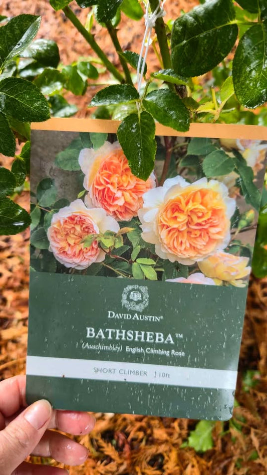 'Bathsheba' David Austin Rose (Climber)
