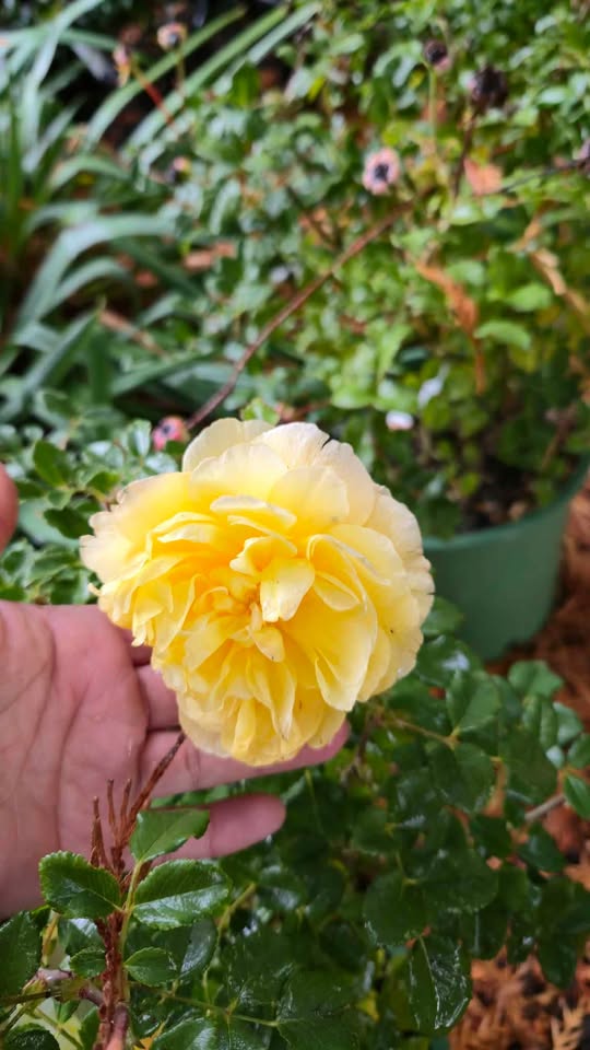 'The Poet's Wife' David Austin Rose