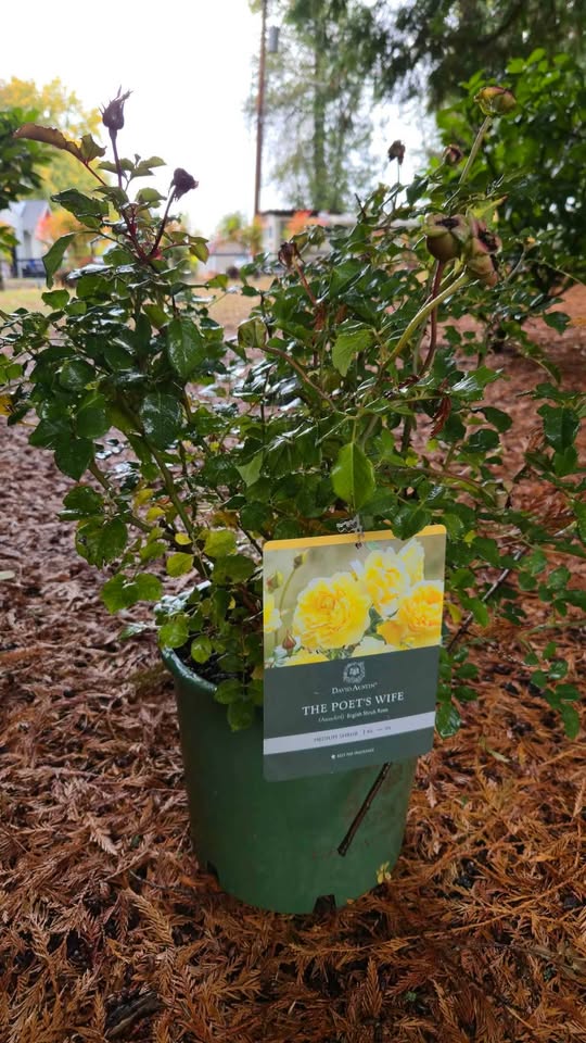 'The Poet's Wife' David Austin Rose