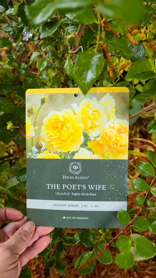 'The Poet's Wife' David Austin Rose