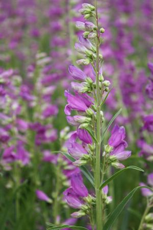 'Prairie Dusk' Penstemon