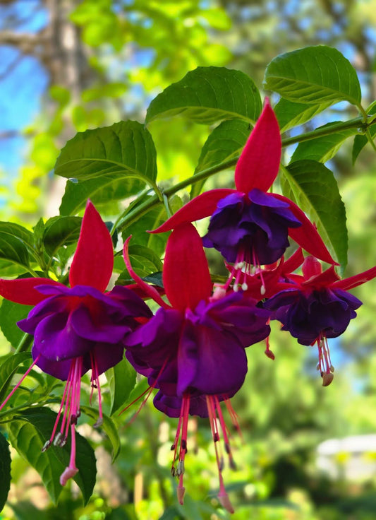 Double Otto Fuchsia