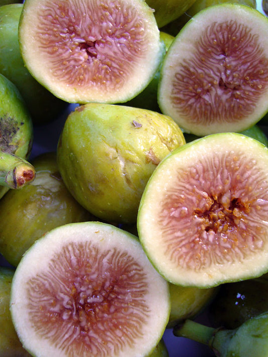 Desert King Fig