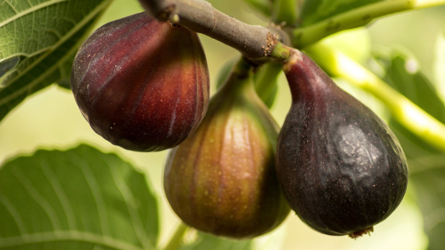 'Brown Turkey' Fig