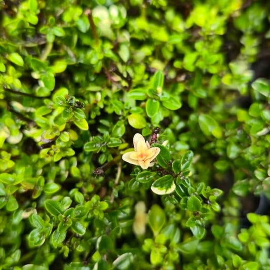 'Foxley' Thyme