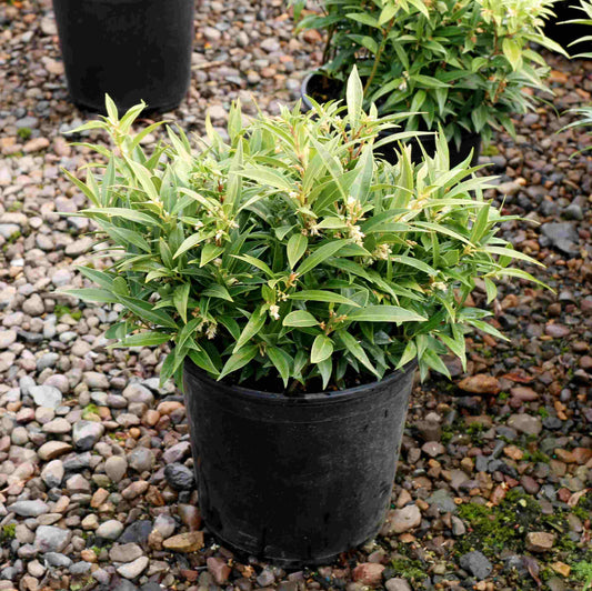 'Fragrant Valley' Sarcococca