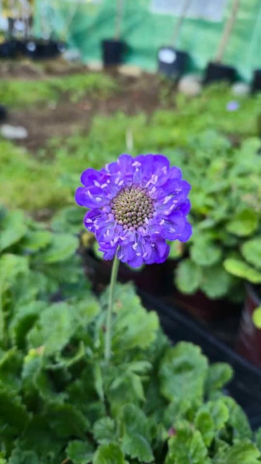 'Giga Blue' Scabiosa