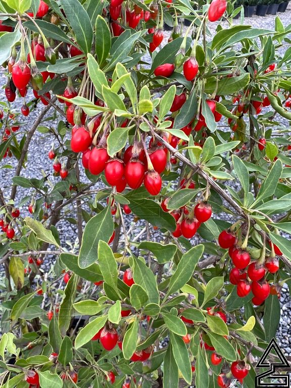 Goji Berry 'Lycium Barbarum'