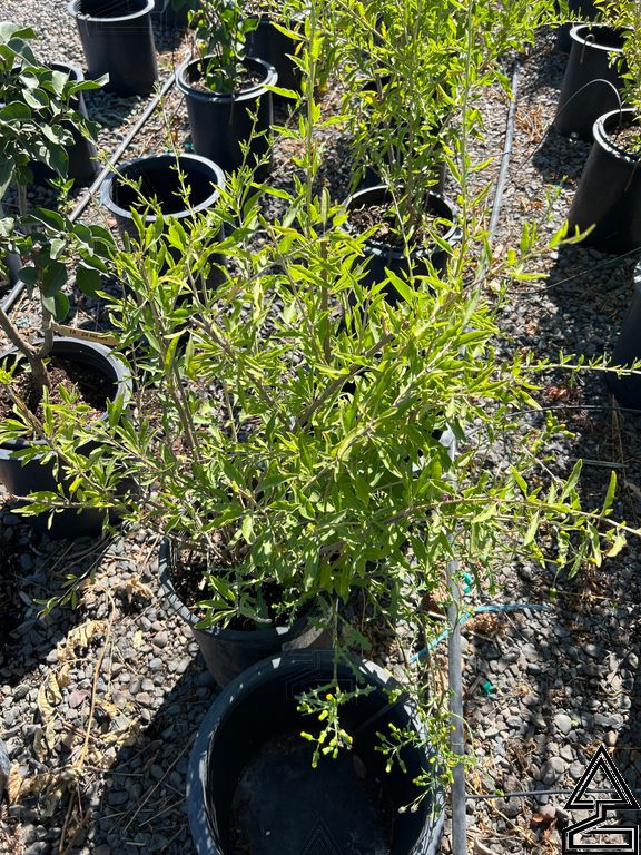 Goji Berry 'Lycium Barbarum'