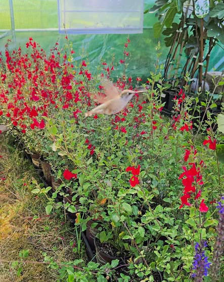 'Hot Lips' Salvia