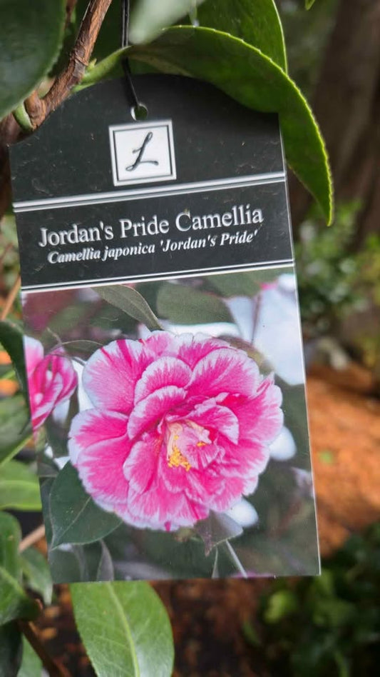 'Jordan's Pride' Camellia