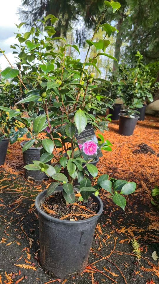 'Jordan's Pride' Camellia