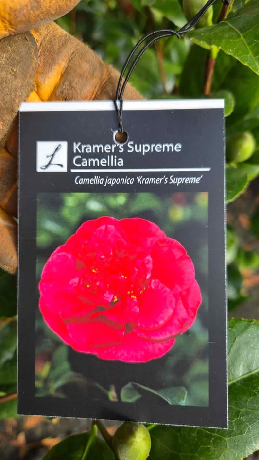 'Kramer's Surprise' Camellia