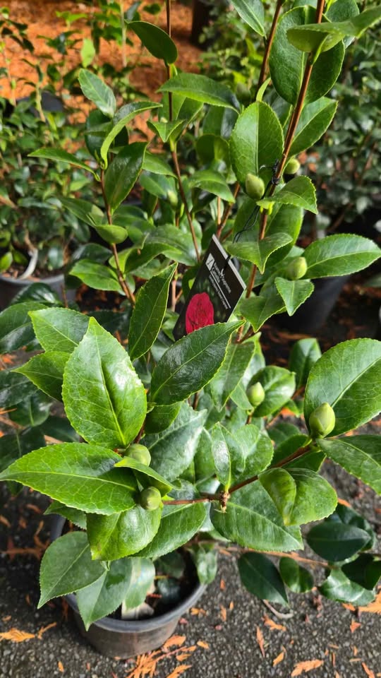 'Kramer's Surprise' Camellia