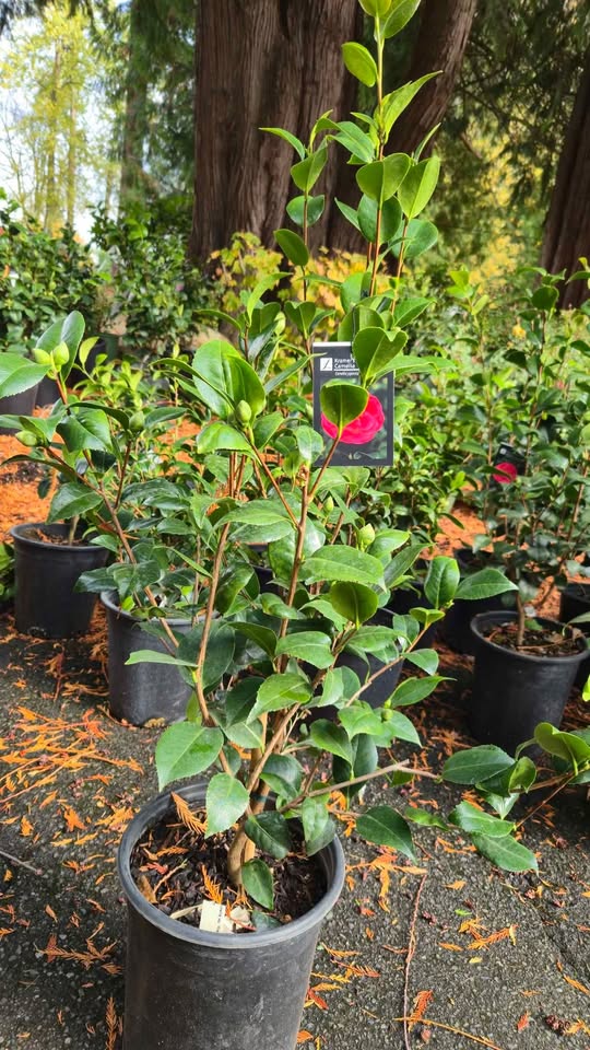 'Kramer's Surprise' Camellia