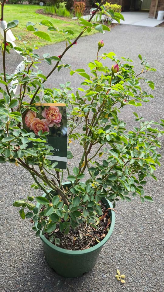 'Lady of Shallot' David Austin Rose