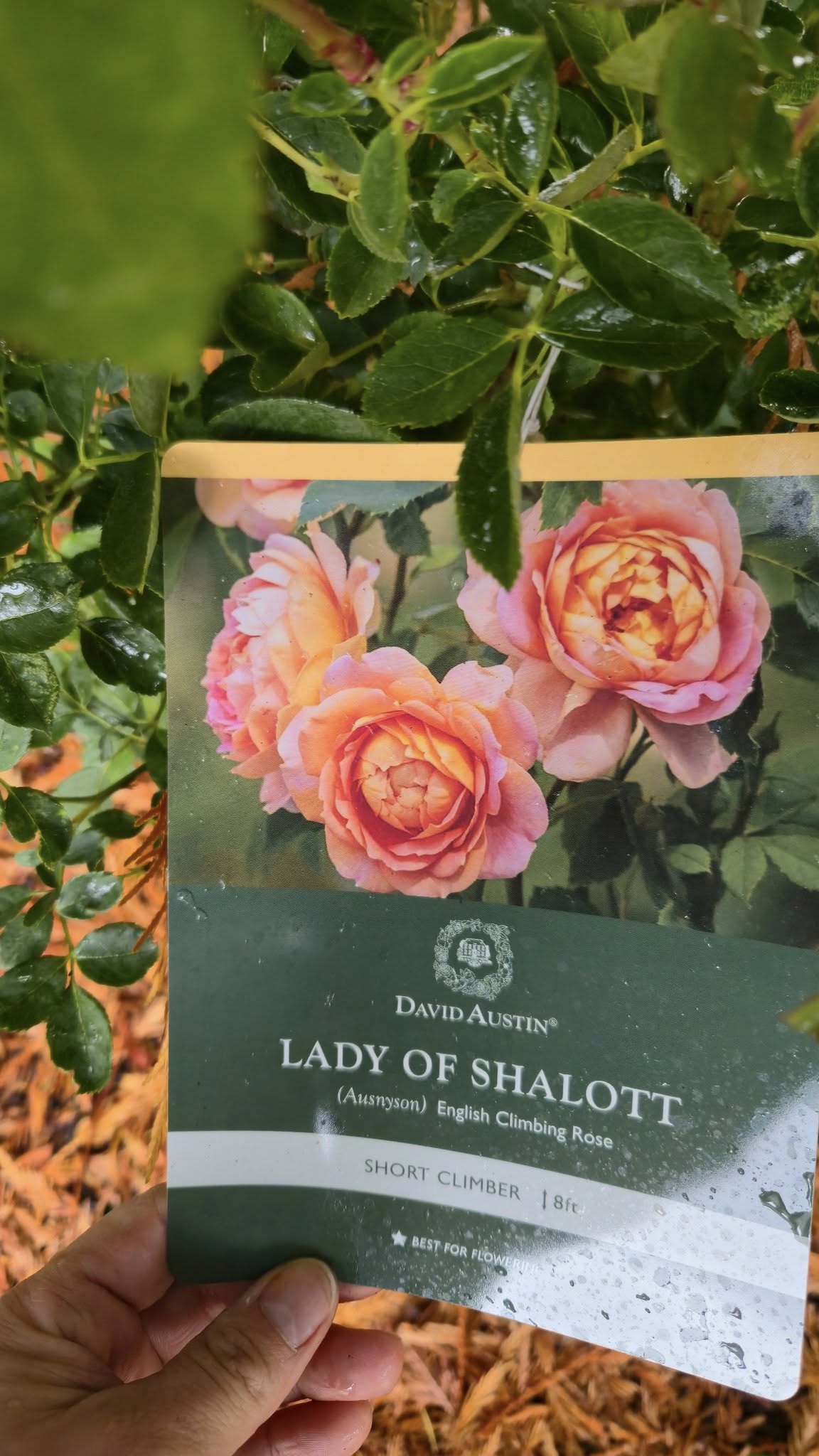 'Lady of Shallot' David Austin Rose
