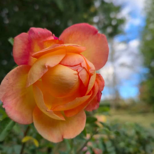 'Lady of Shallot' David Austin Rose